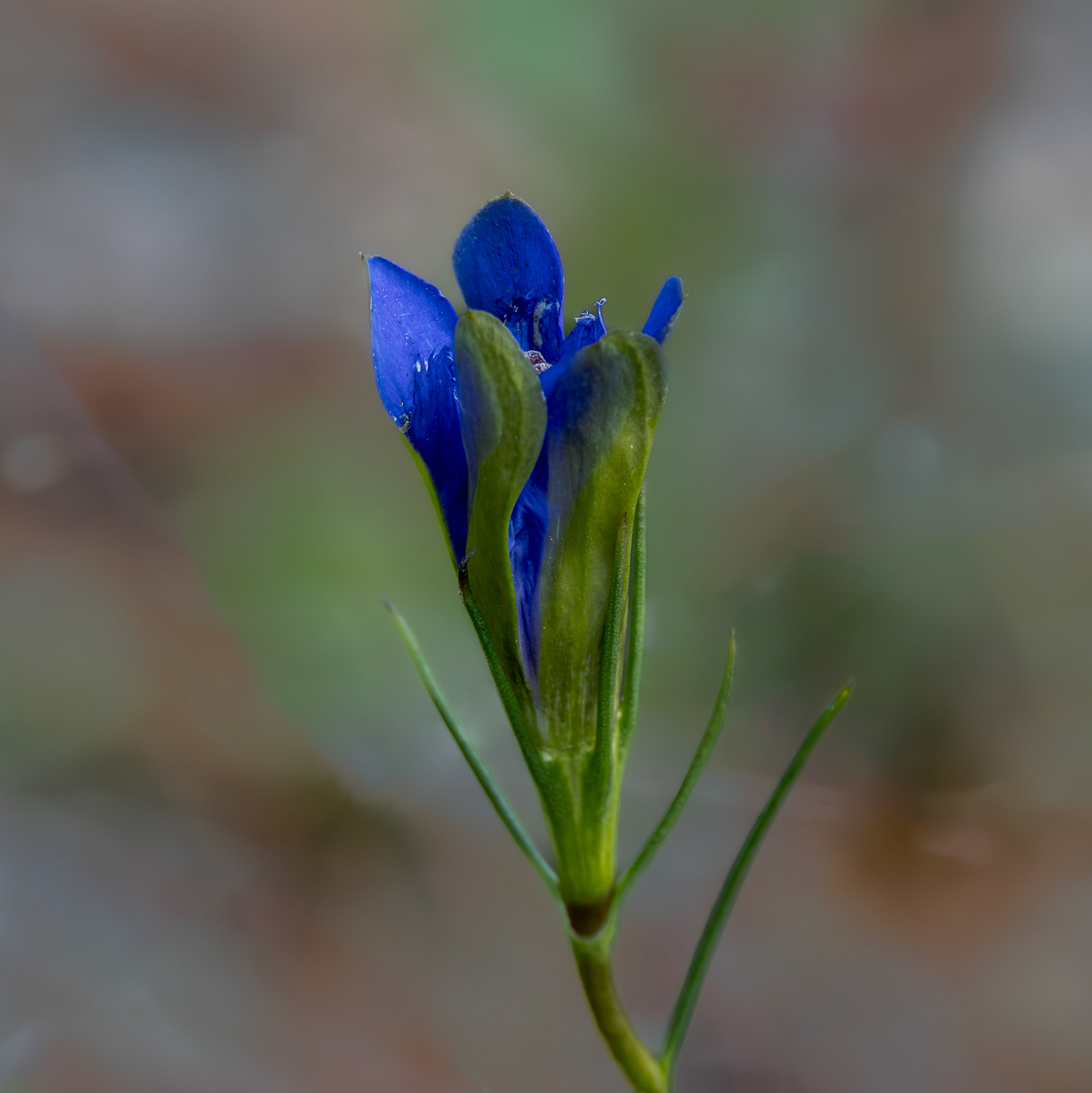 Pine barren gentian 4, Green Swamp Preserve