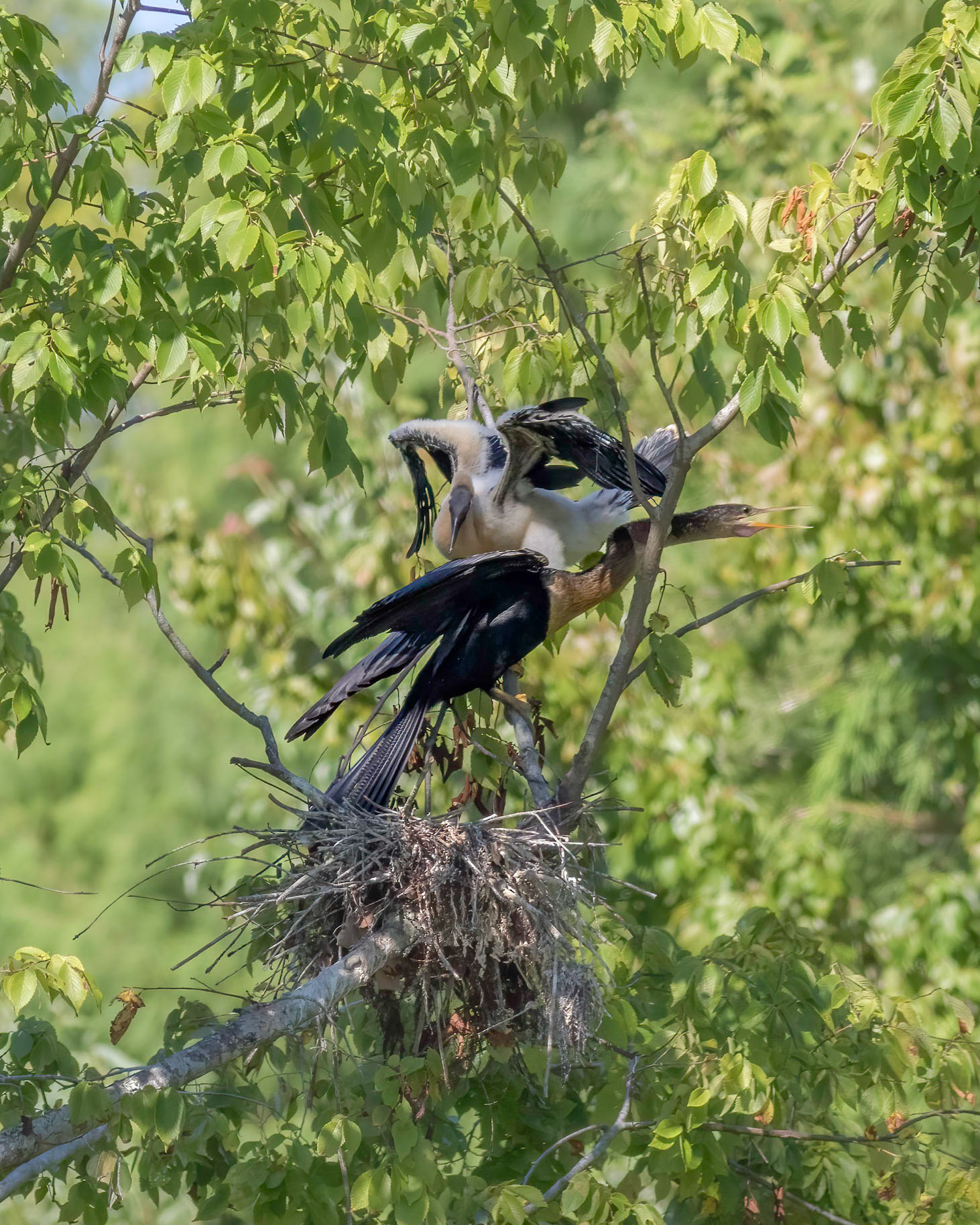 Anhinga nest 56, Sea Trail, Week of August 15, Nest 2