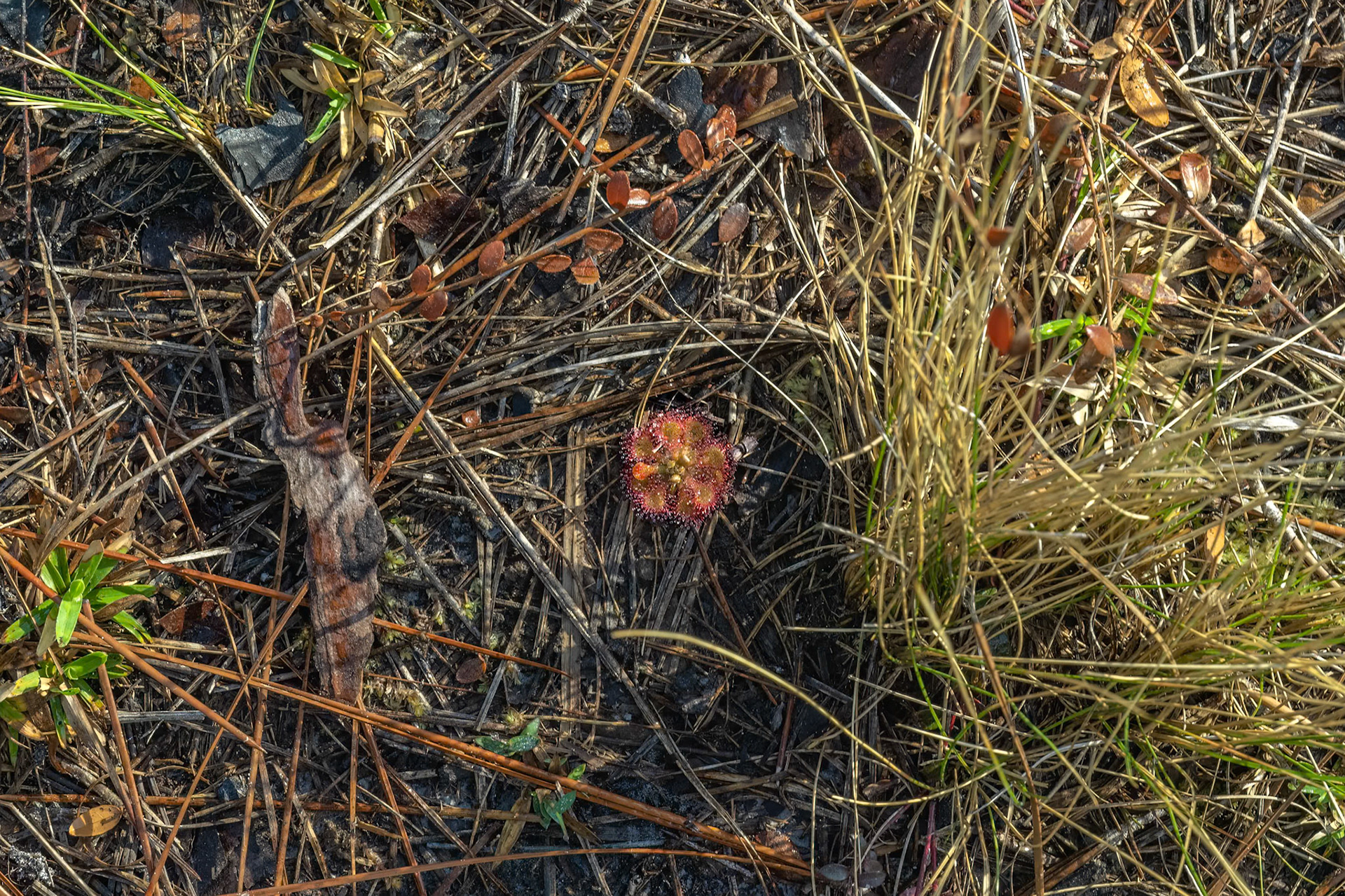 Sundew 2, Green Swamp Preserve