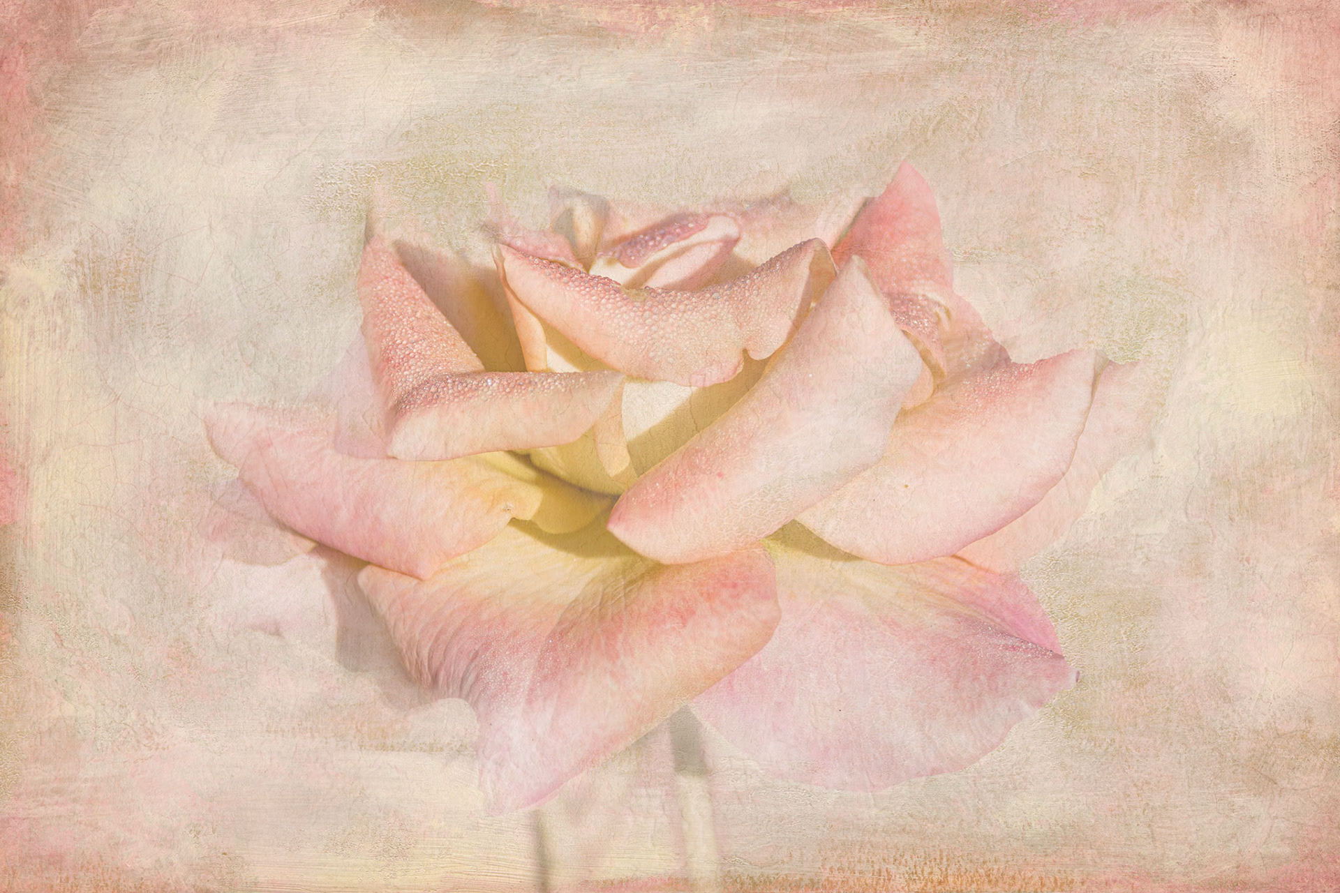 Rose 41, New Hanover County Arboretum
