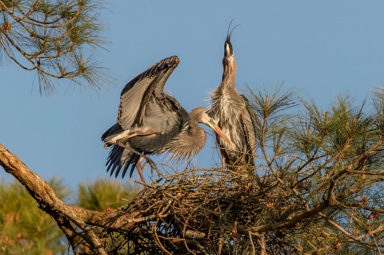 Rookery 53, Sea Trail
