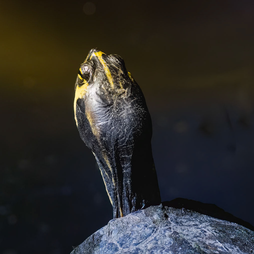 Turtle 4, Magnolia Plantation and Gardens, Charleston, SC