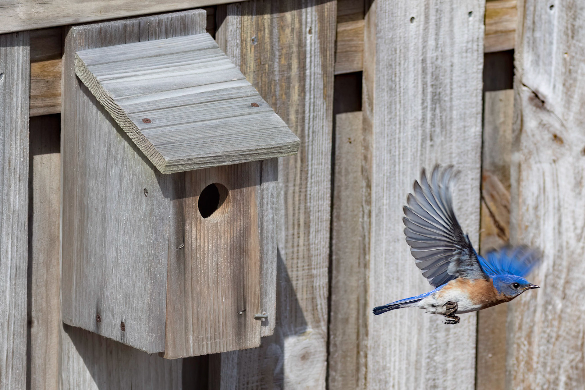 Eastern bluebirds 38, OIB