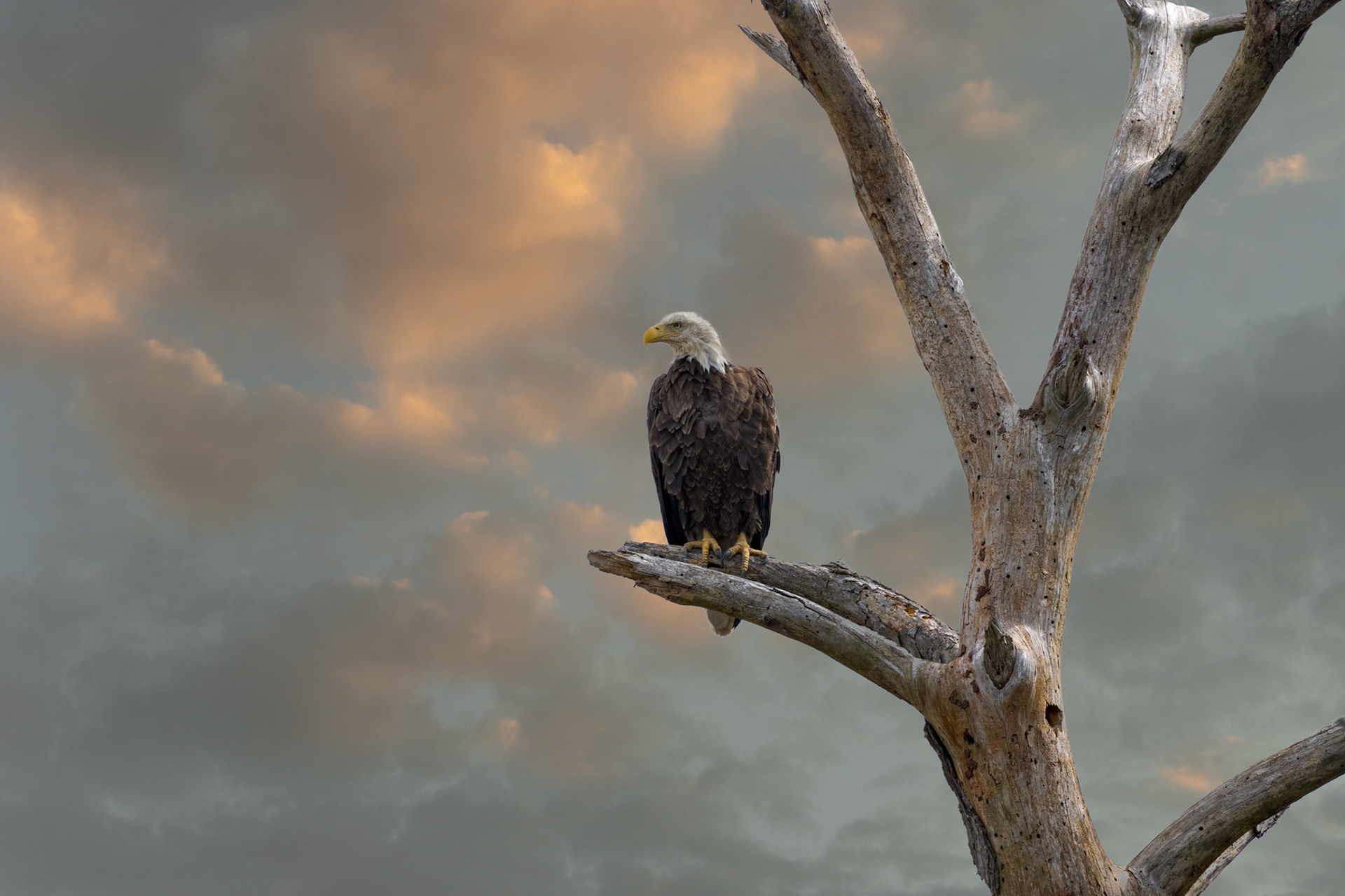 Bald eagle 53, Huntington Beach State Park, SC
