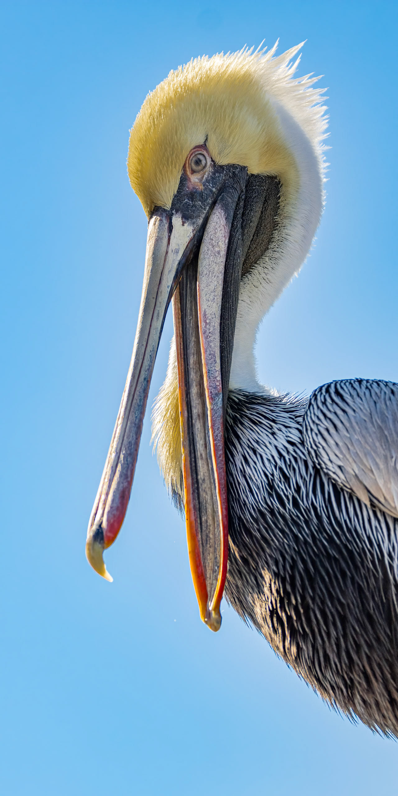 Pelicans 66, Calabash docks