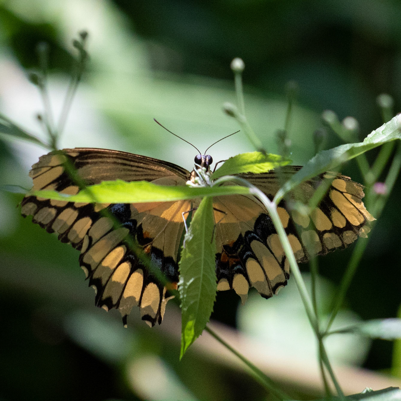 Giant Swallowtail 8, Airlie Gardens