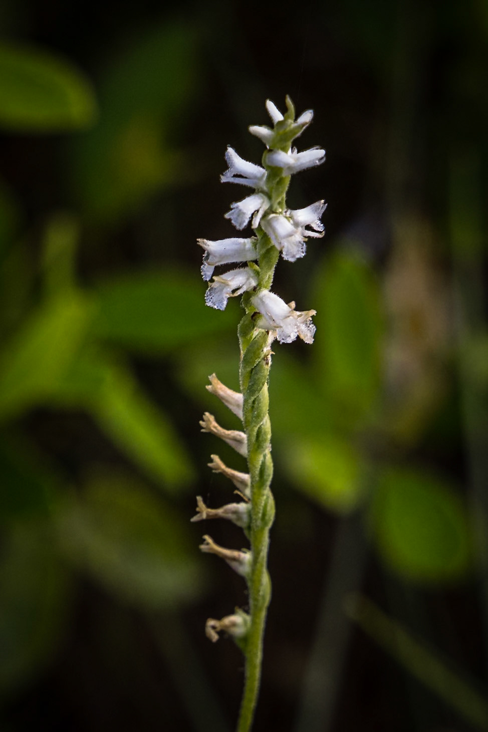 Woodland lady tresses orchid 2, Green Swamp Preserve