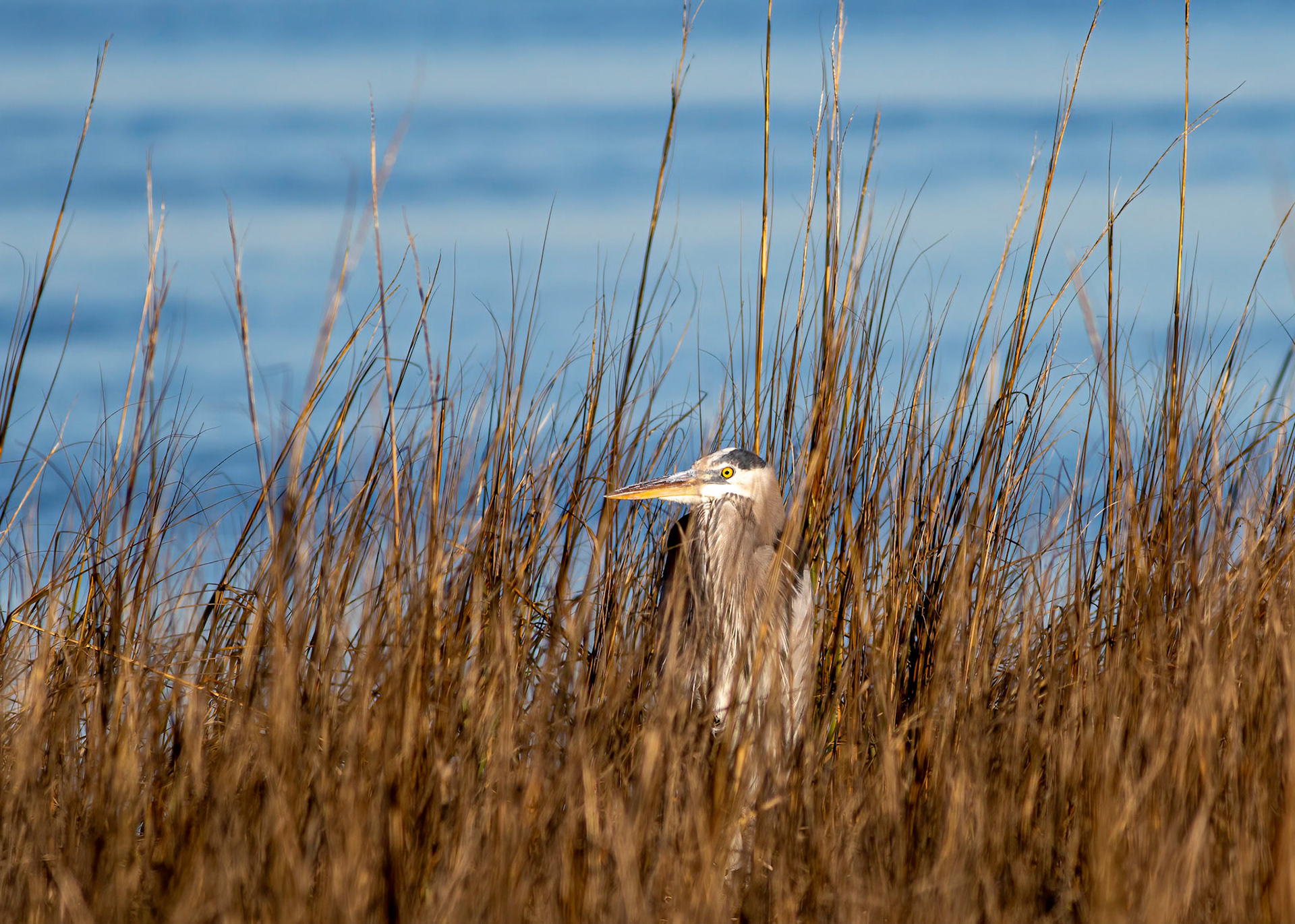 Great Blue Heron 15, OIB Ferry Landing Park, Published in NC Wildlife REsources magazine 2020