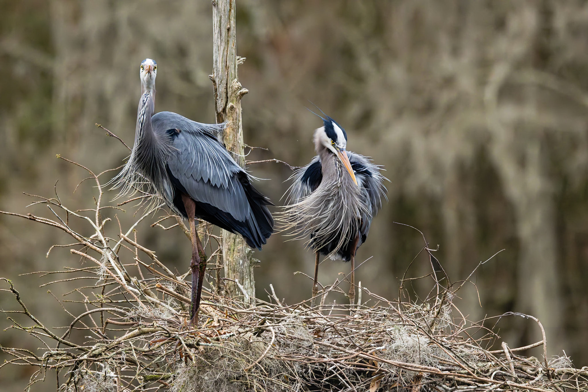 Great blue heron 88, Magnolia Plantation Audubon Swamp Garden