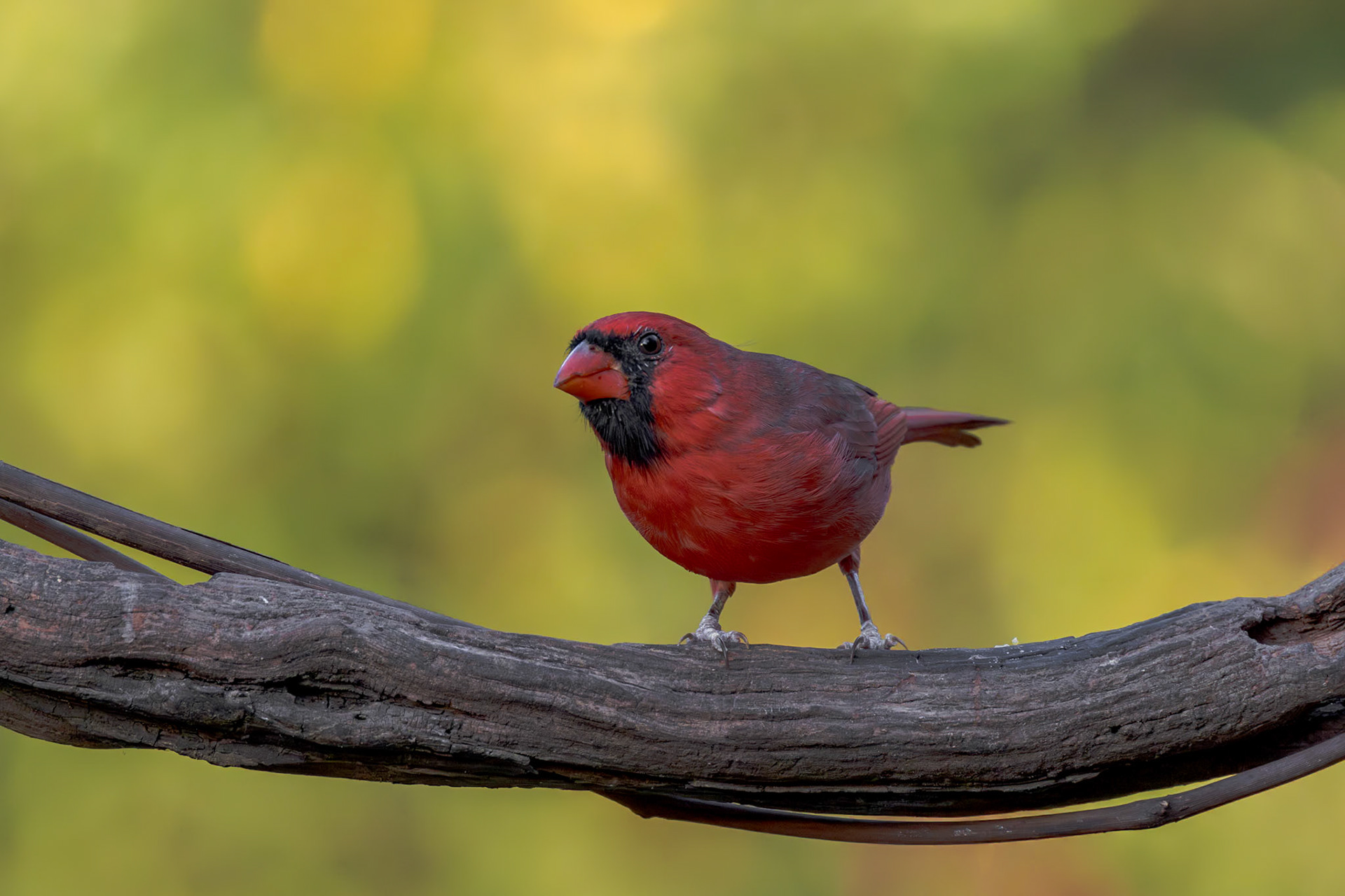 Male cardinal 6, The Nut House, Clemson, SC