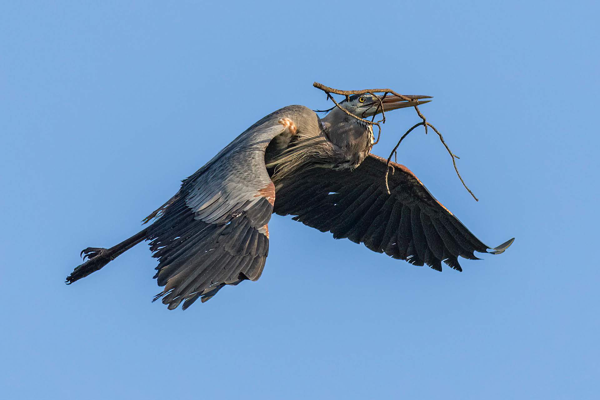 Rookery 17, Sea Trail