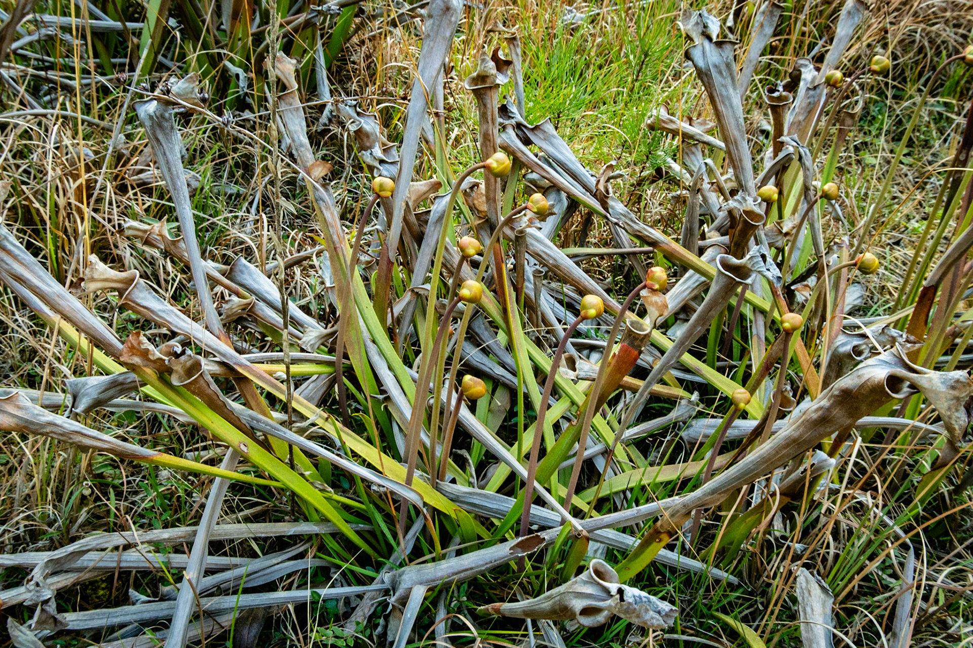 Pitcher plant 14, Green Swamp Preserve