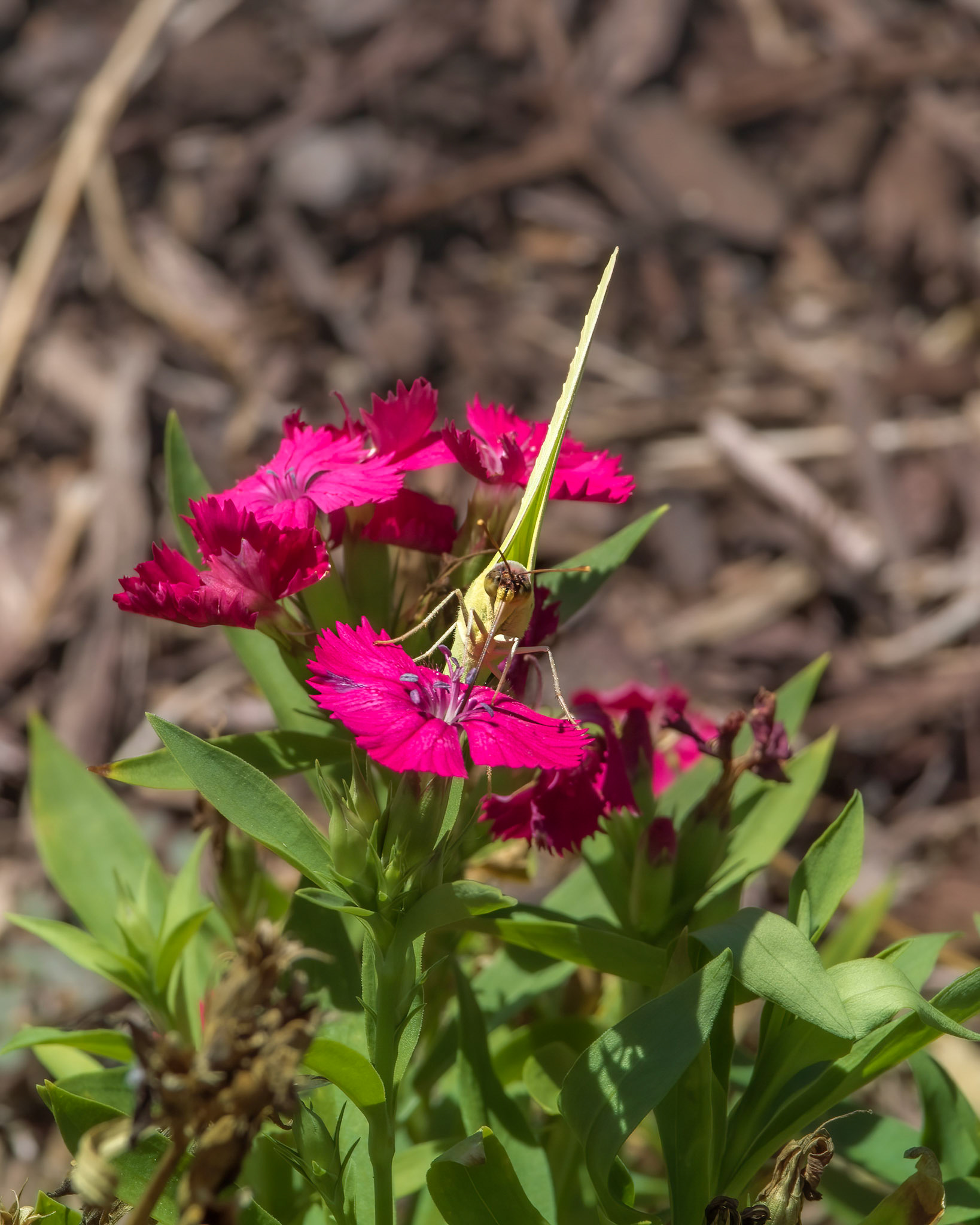 Cloudless Sulfur 3, Brunswick County Botanical Gardens
