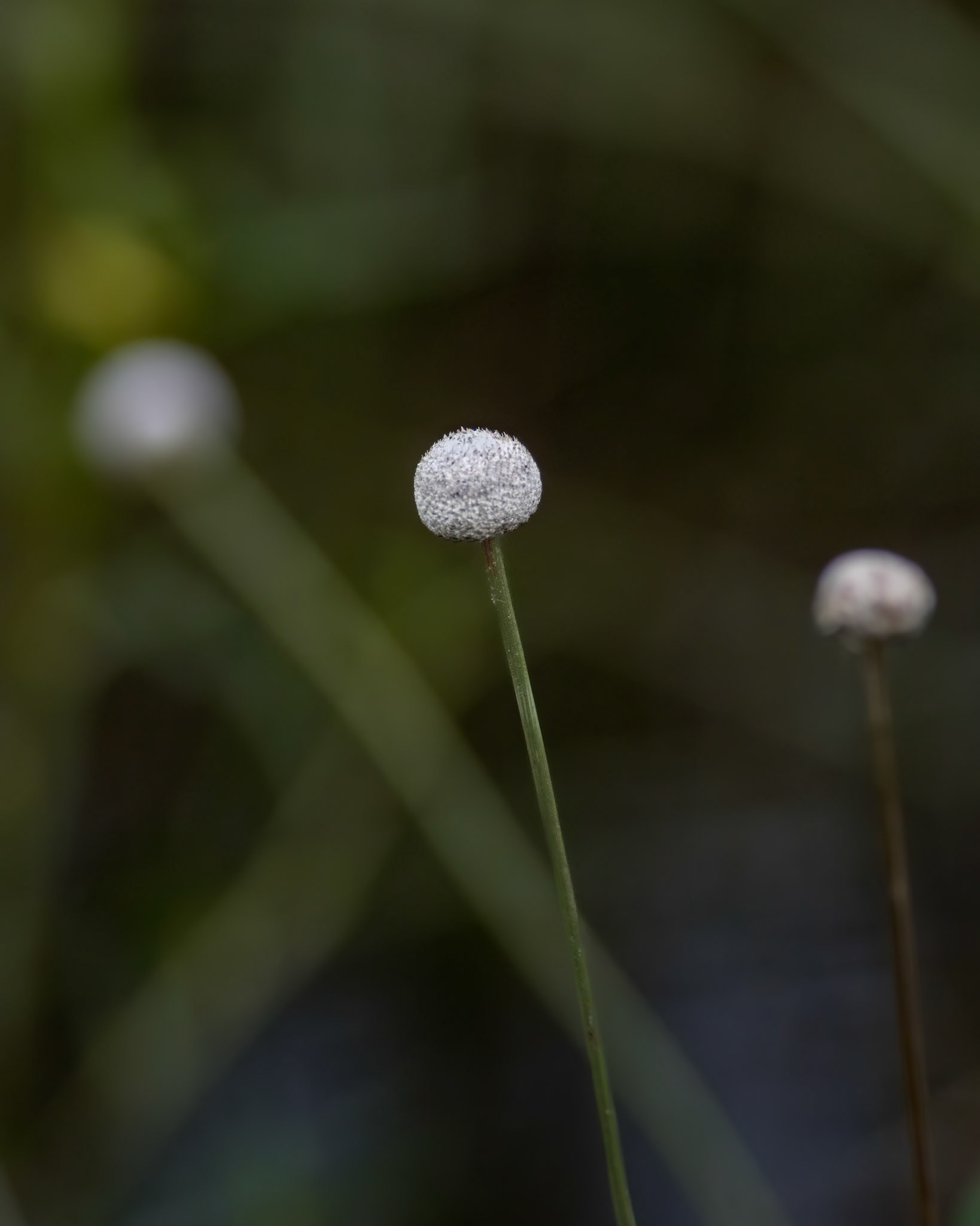 Hat Pin aka Pipewort 1, Green Swamp Area