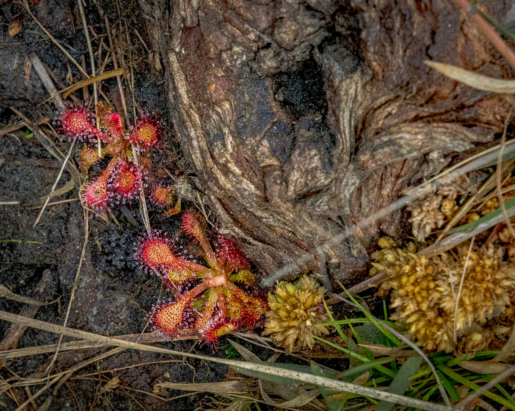 Pink sundew 7, Green Swamp Preserve