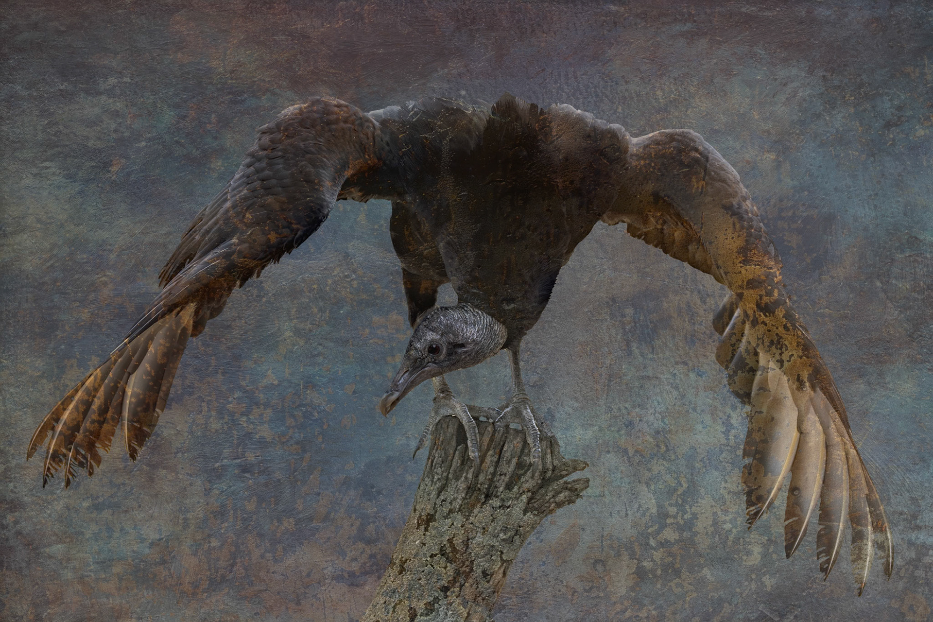 Black vulture 1, Center for Birds of Prey, Awendaw, SC