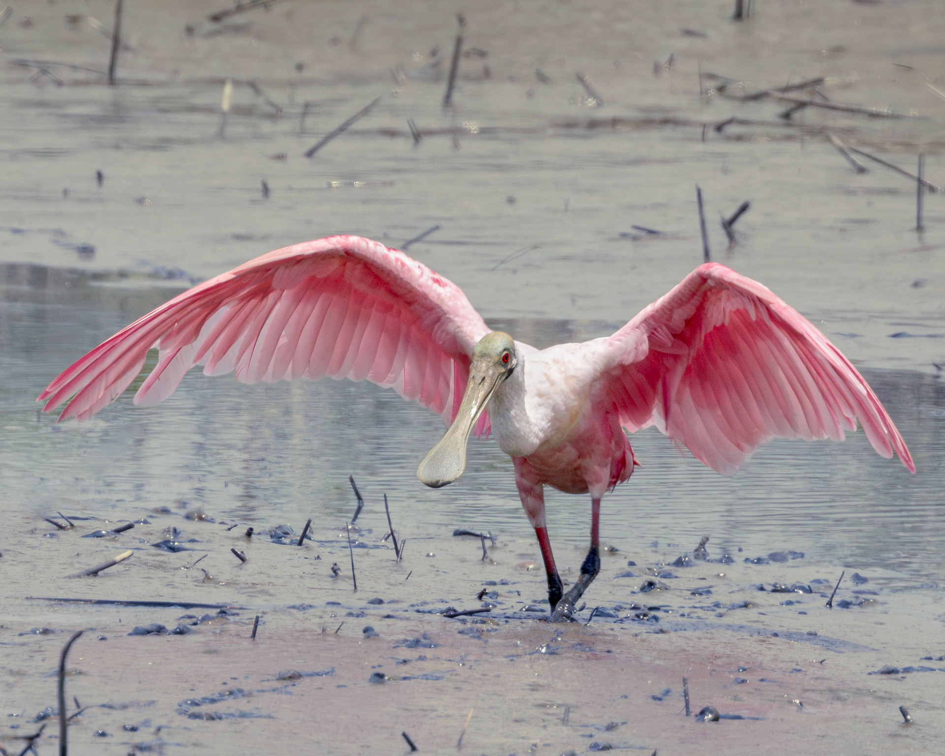 Roseate spoonbill 4, Huntington Beach State Park, SC