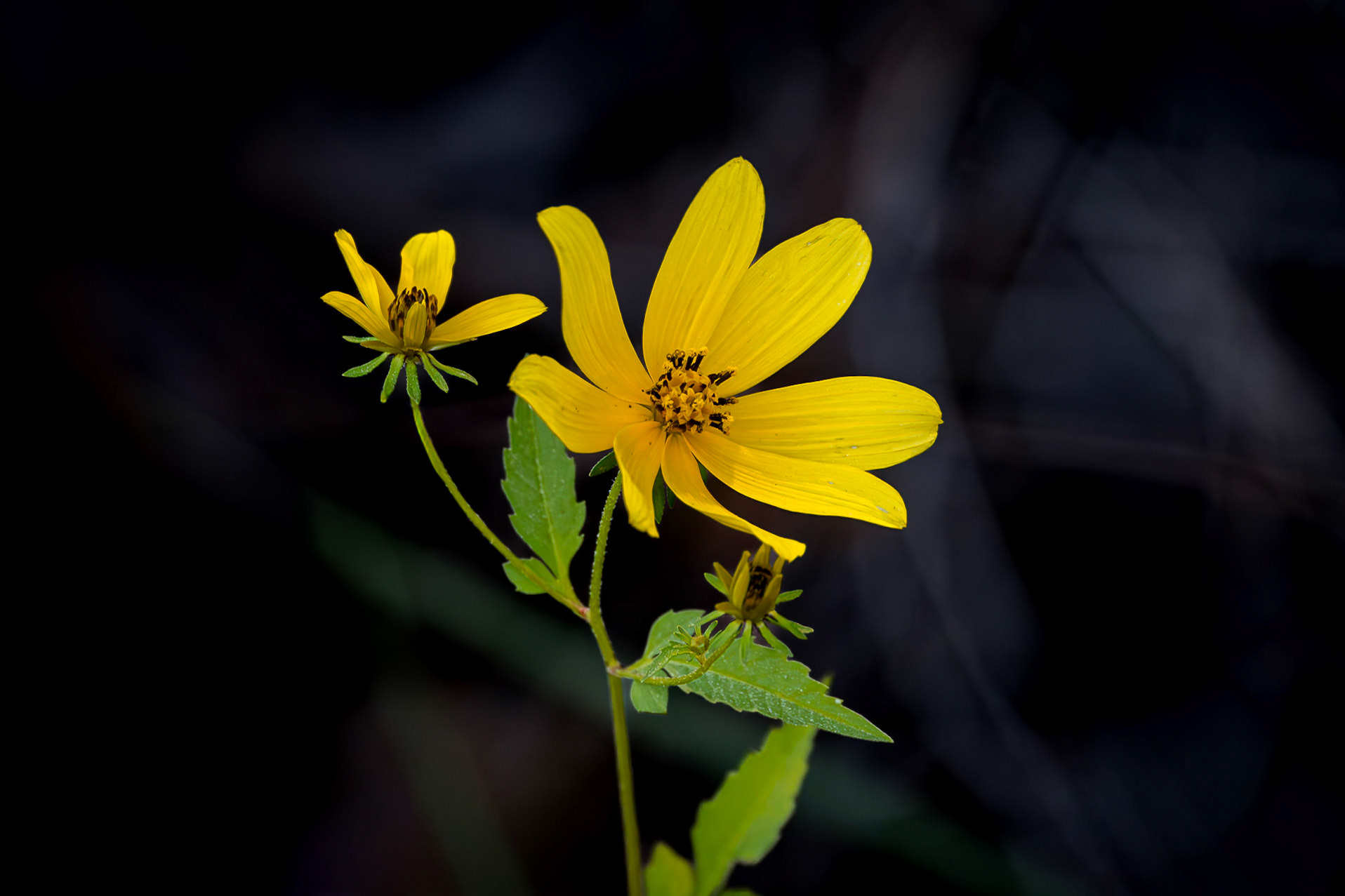 Swamp Sunflower 3, Green Swamp Preserve