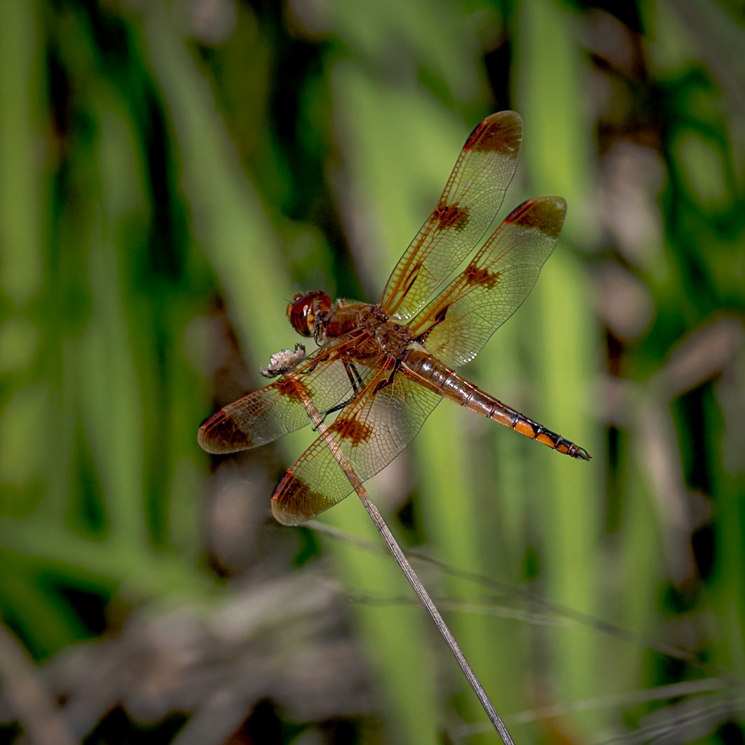 Painted skimmer 4, greater Green Swamp area
