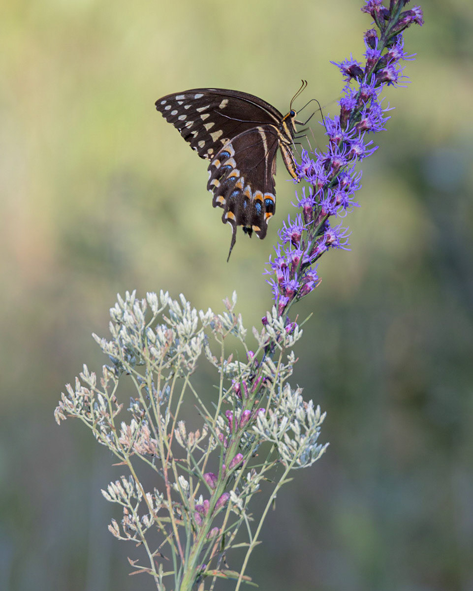 Palamedes swallowtail on dense blazing star 4, Green swamp area