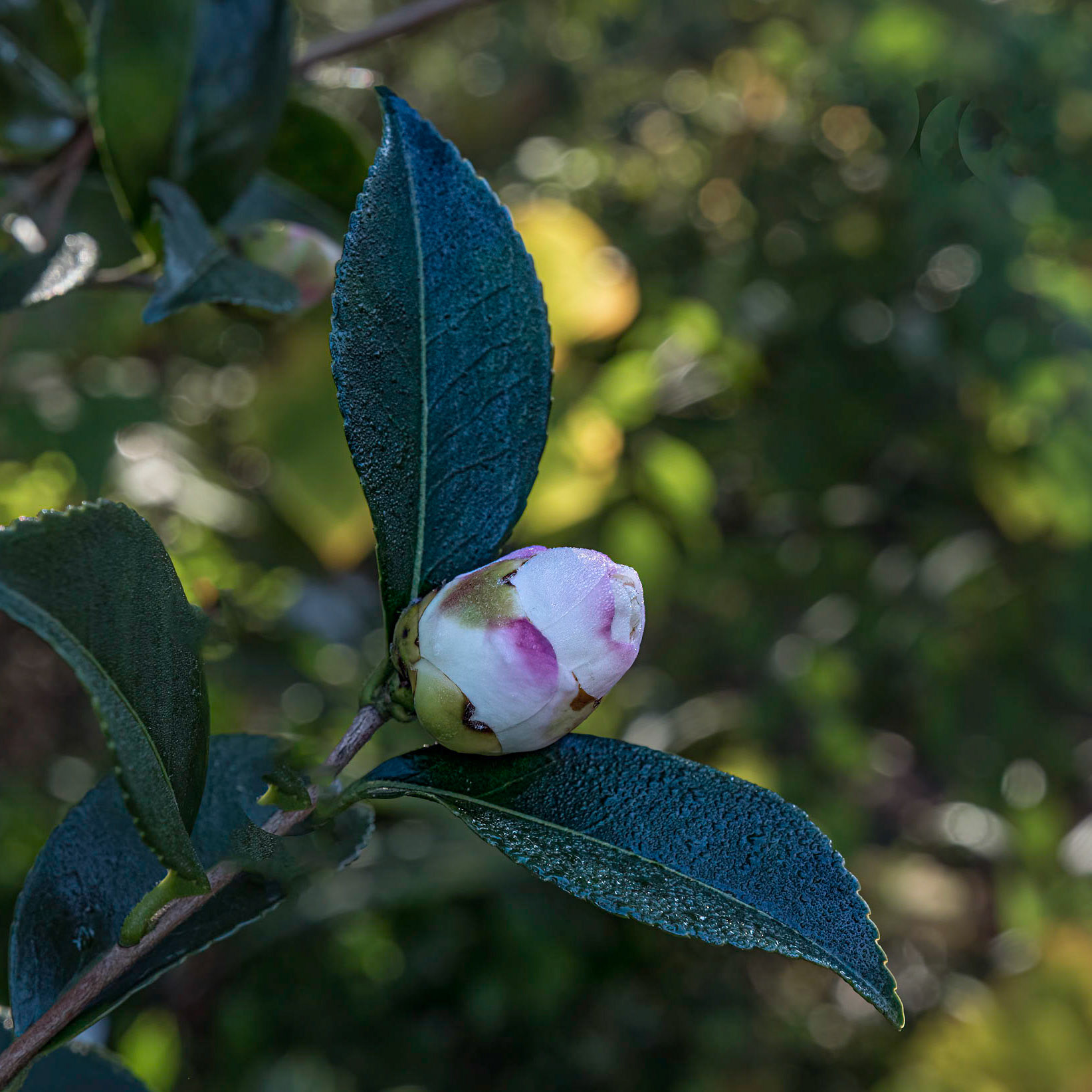 Camellia 3, Brunswick County Botanical Gardens