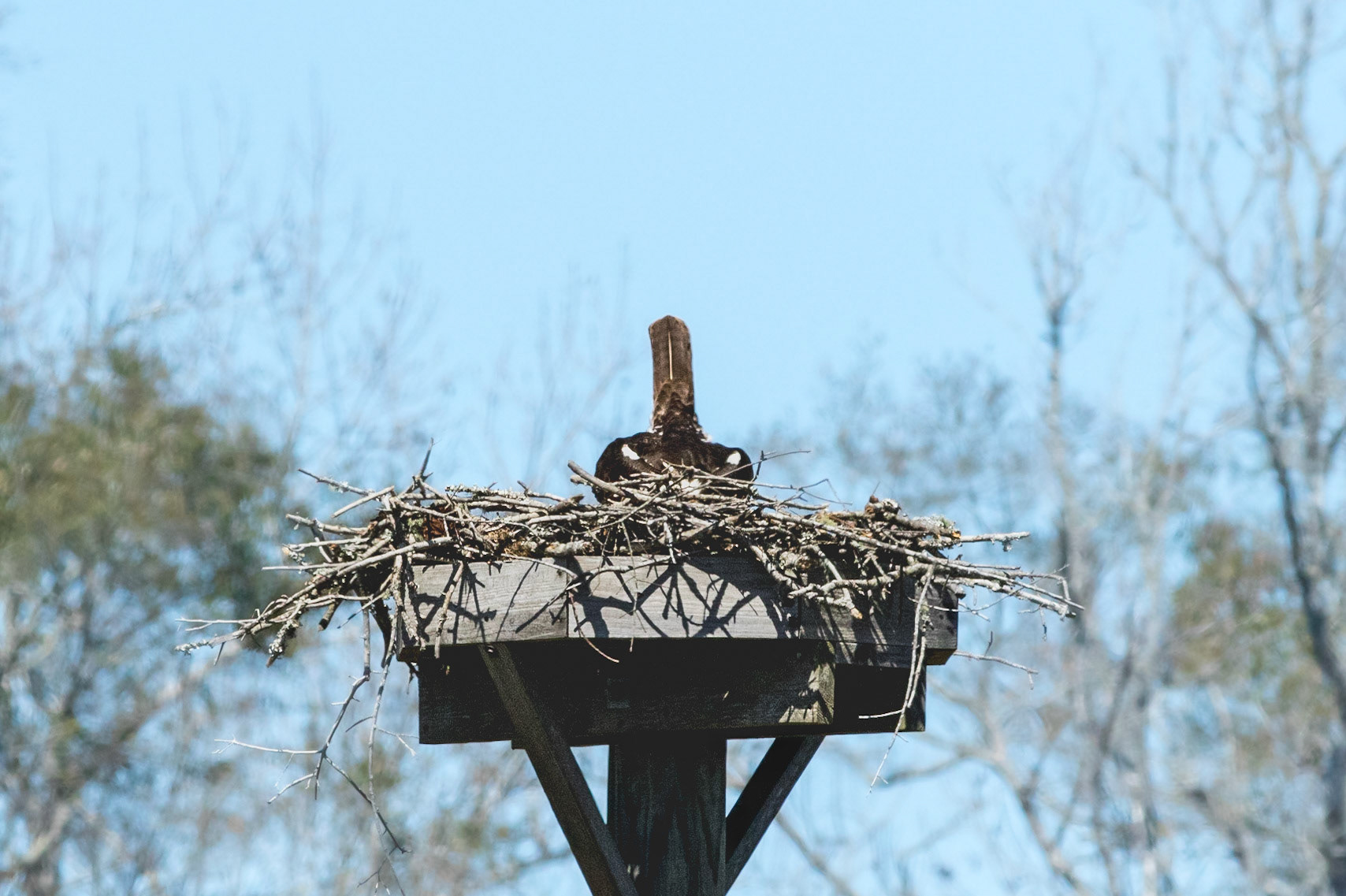 Osprey 69, platforms, Sea Trail