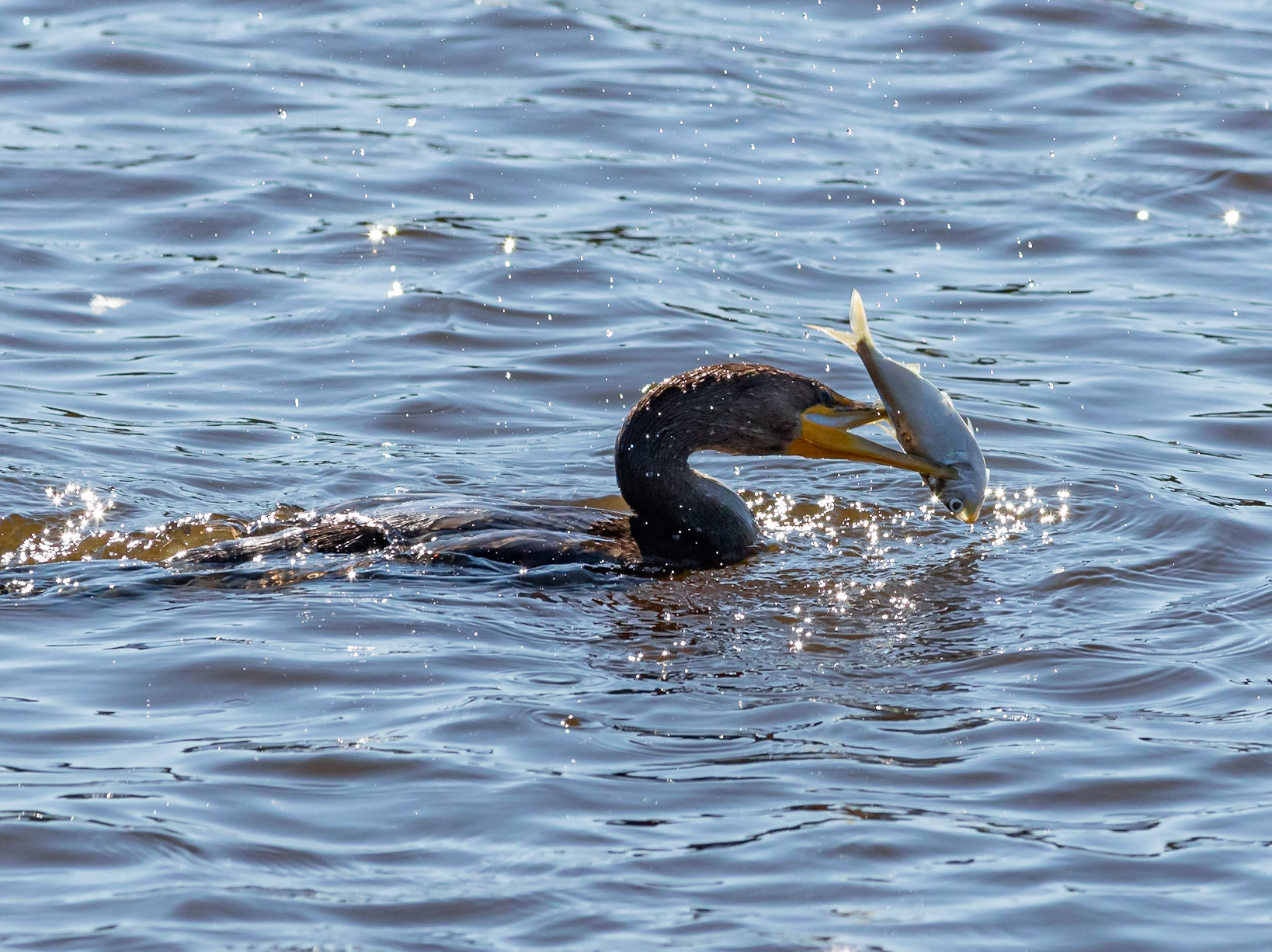 Cormorant 7, Huntington Beach SC