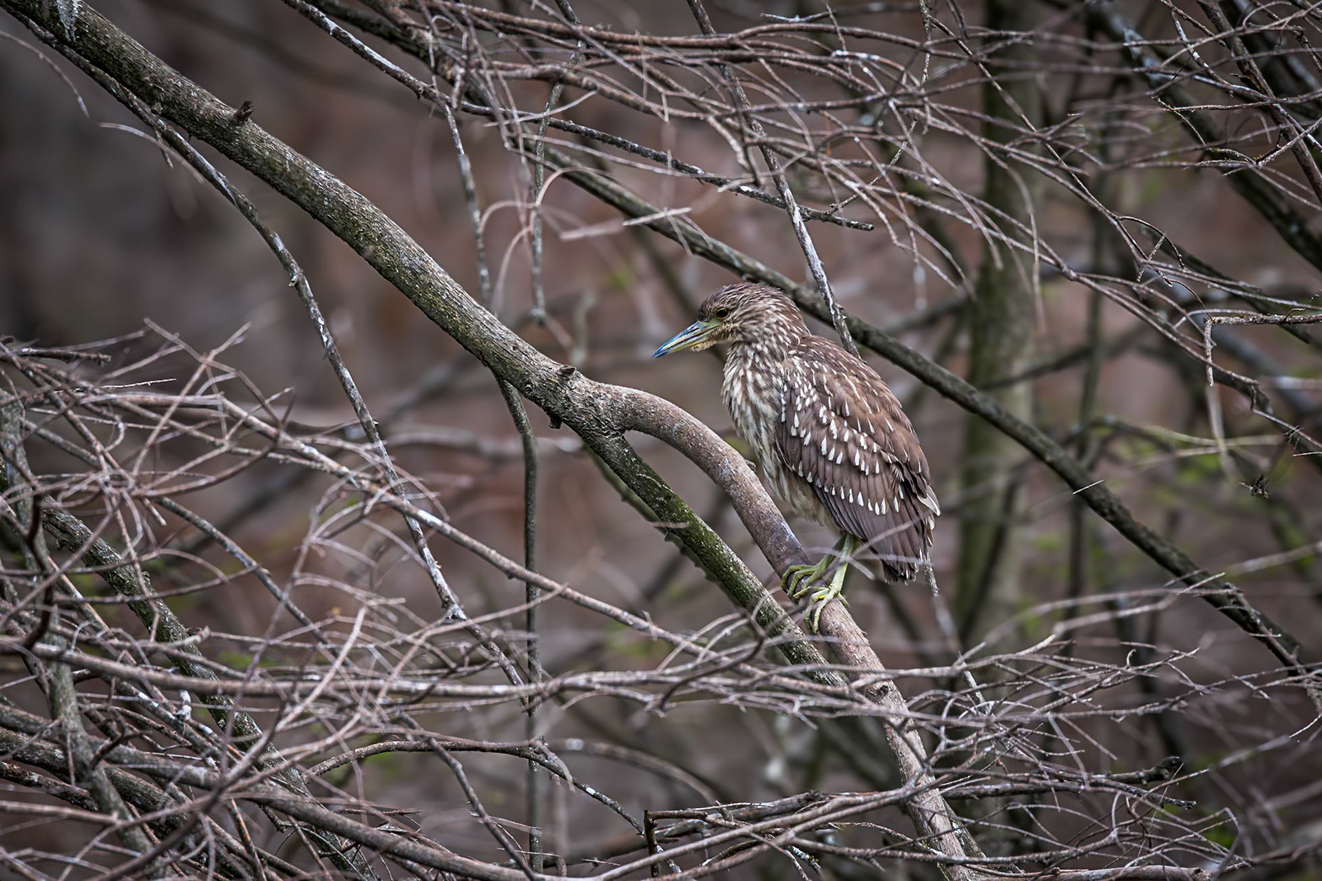 Black crowned night heron 3, Cypress Wetlands, Port Royal, SC