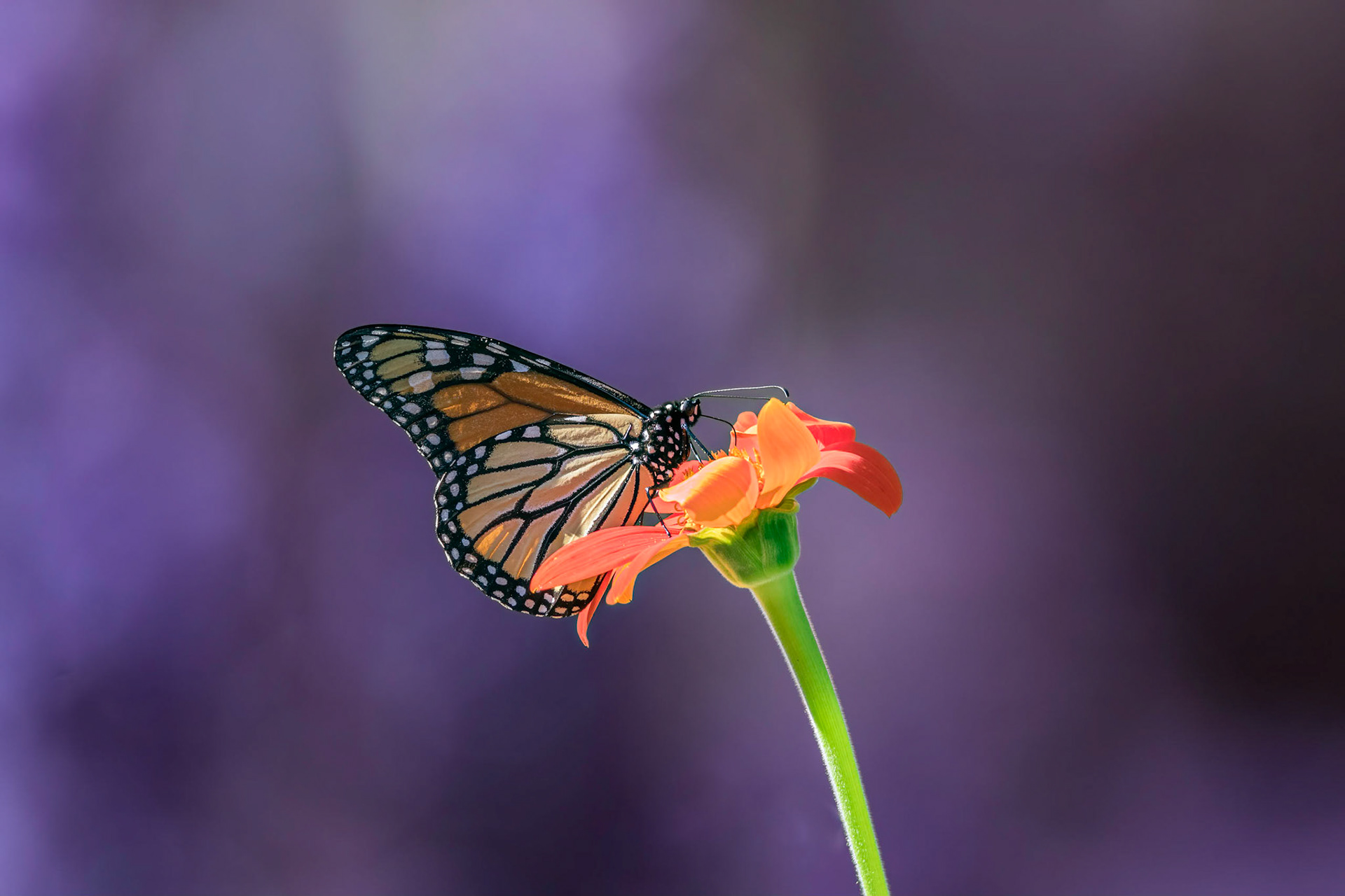 Monarch 4, New Hanover County Arboretum