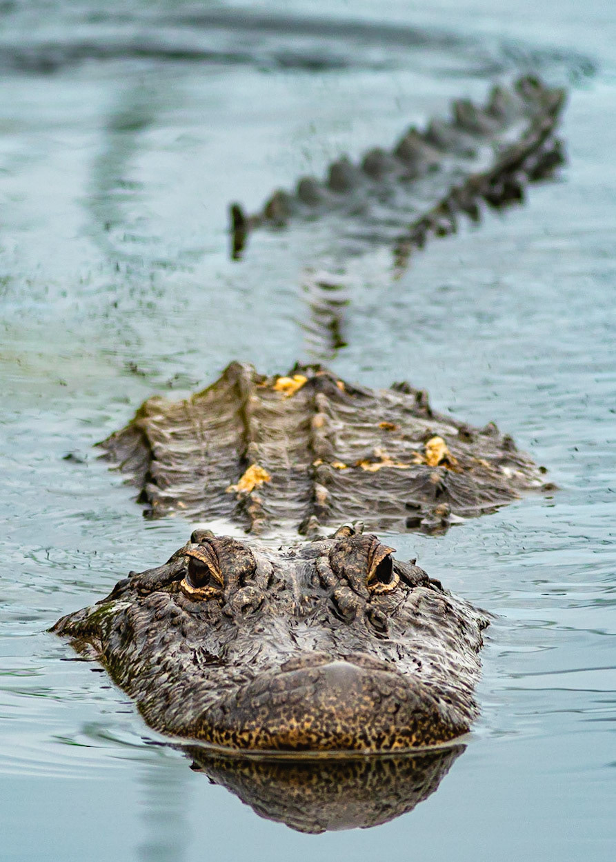 Gator 2, Carl Bazemore Platform, Sunset Beach