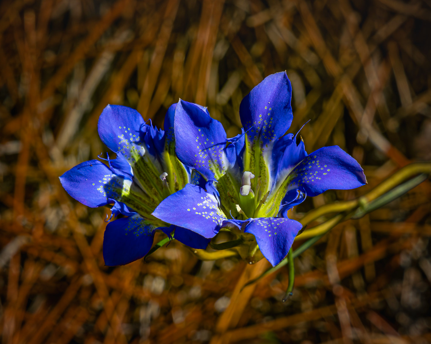 Pine barren gentian 6, Green Swamp Preserve