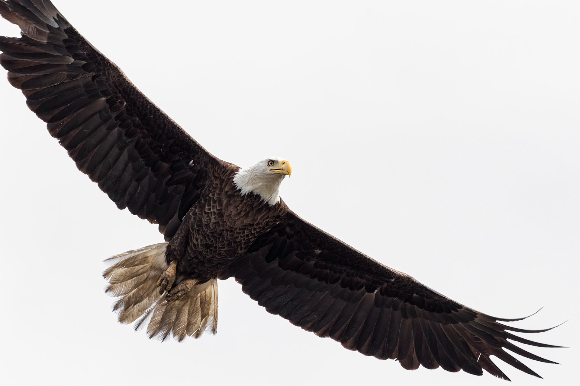 Bald Eagle 22, Carl Bazemore Platform, Sunset Beach