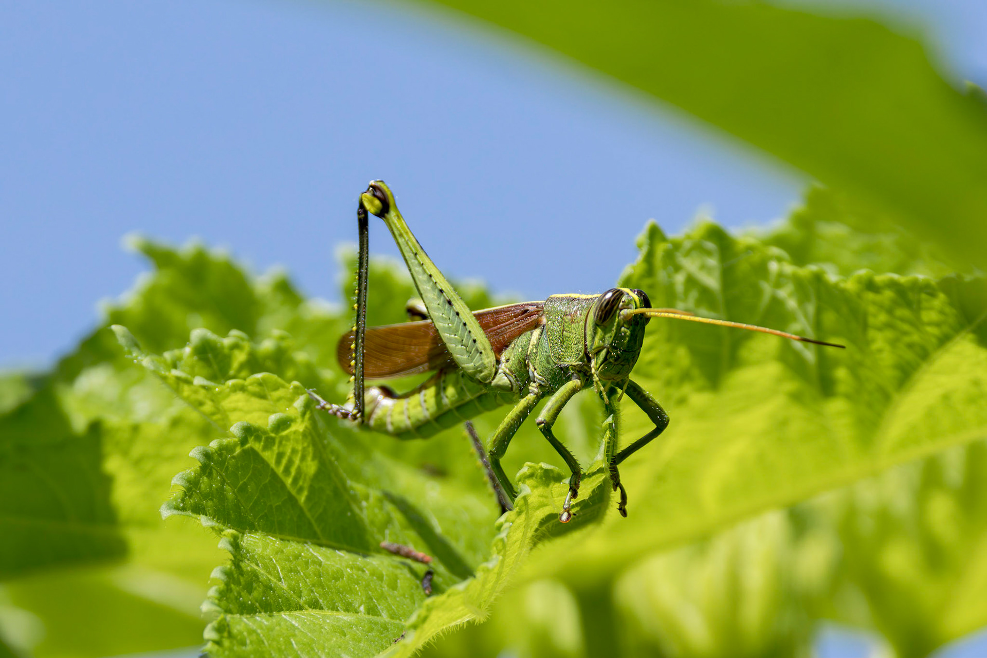 Grasshopper on okra 3, Brusnwick County Botanical Gardens