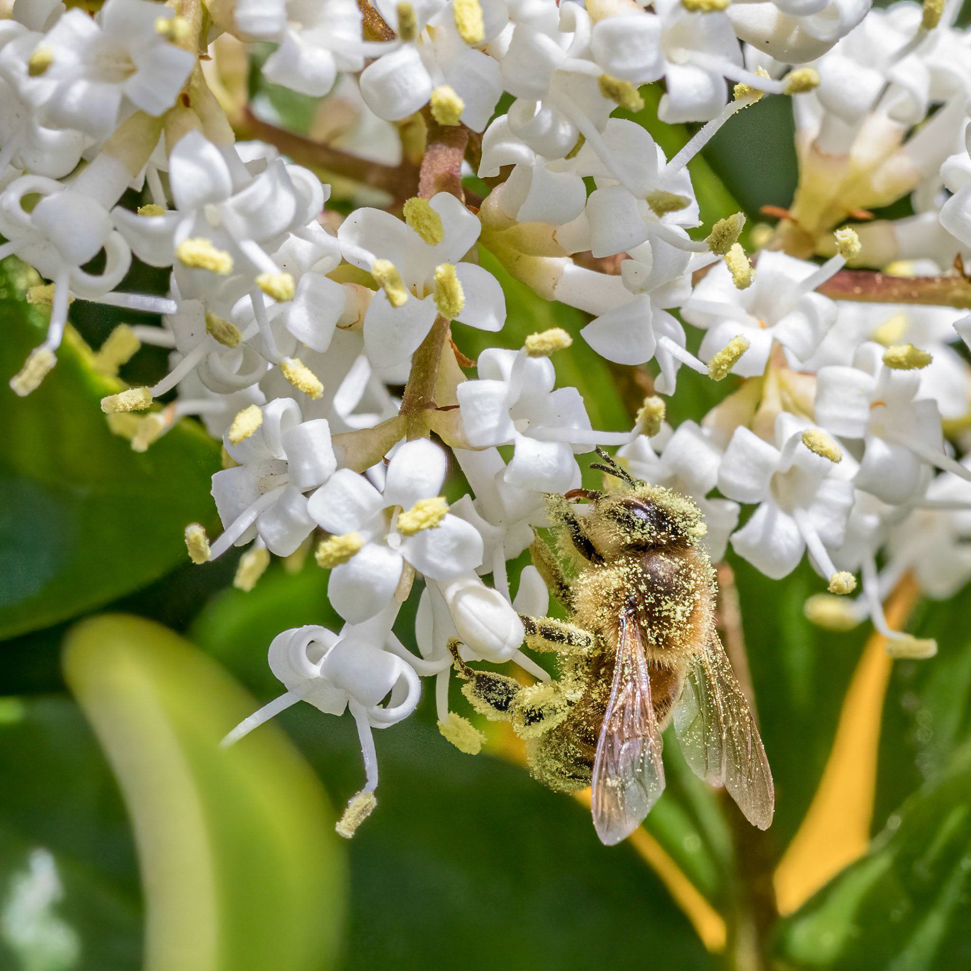Ligustrum with Bee, OIB foot of bridge