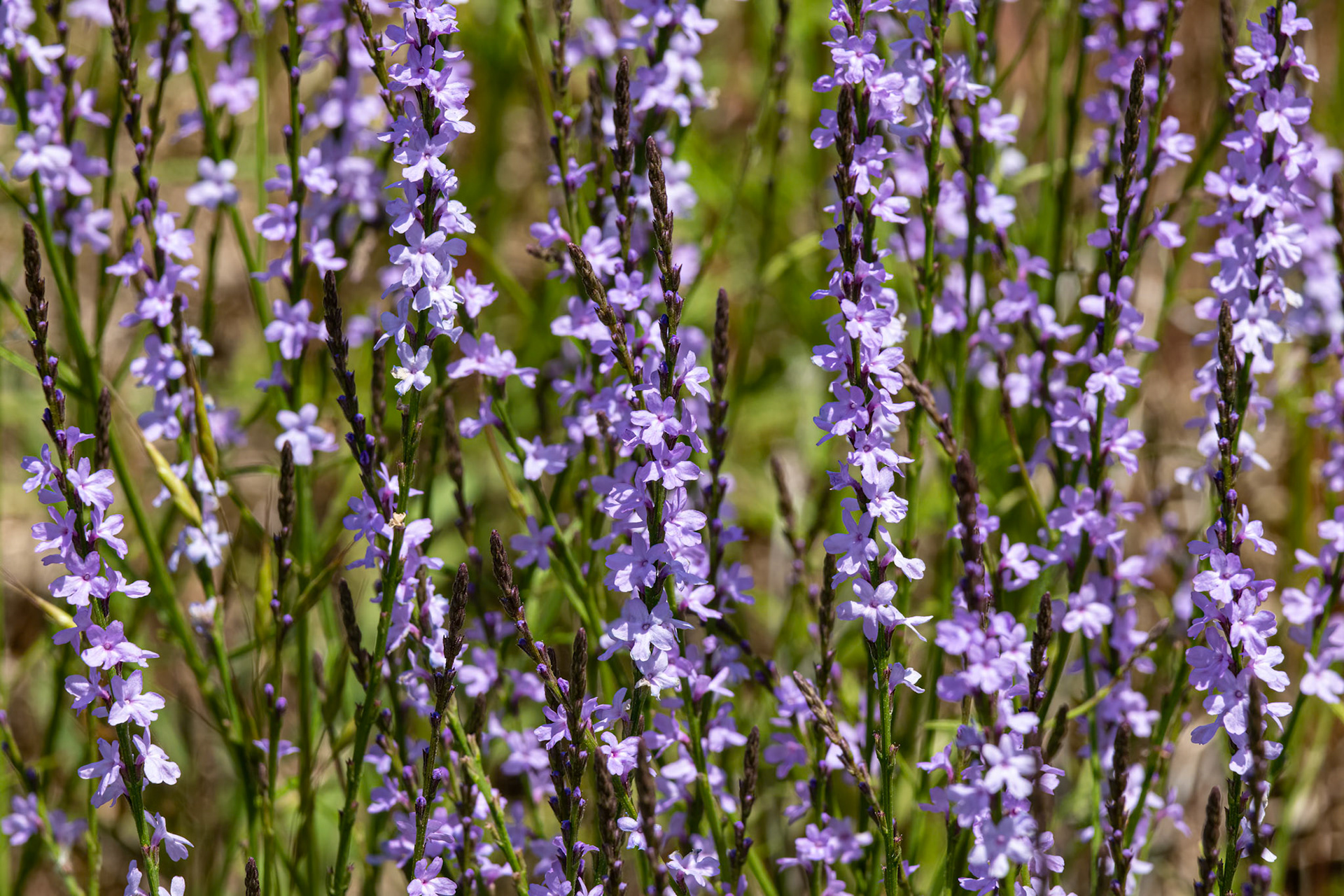 Texas verbena, OIB east end