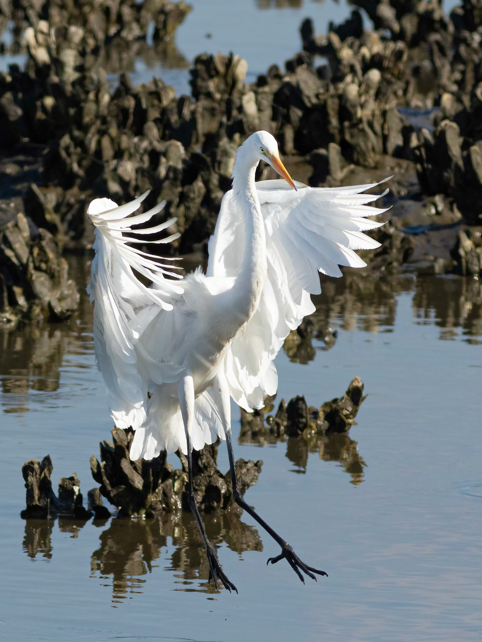 Great Egret 23, OIB, Gazebo behind chapel