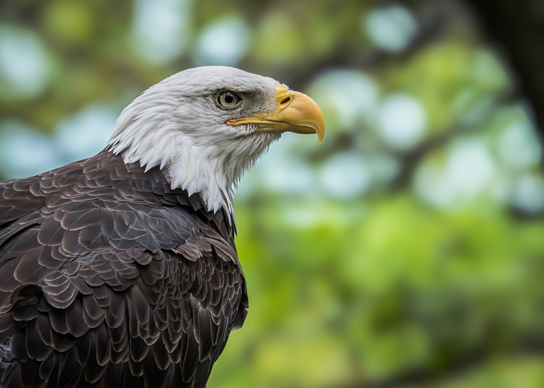 Bald eagle 54, Grandfather Mountain, NC