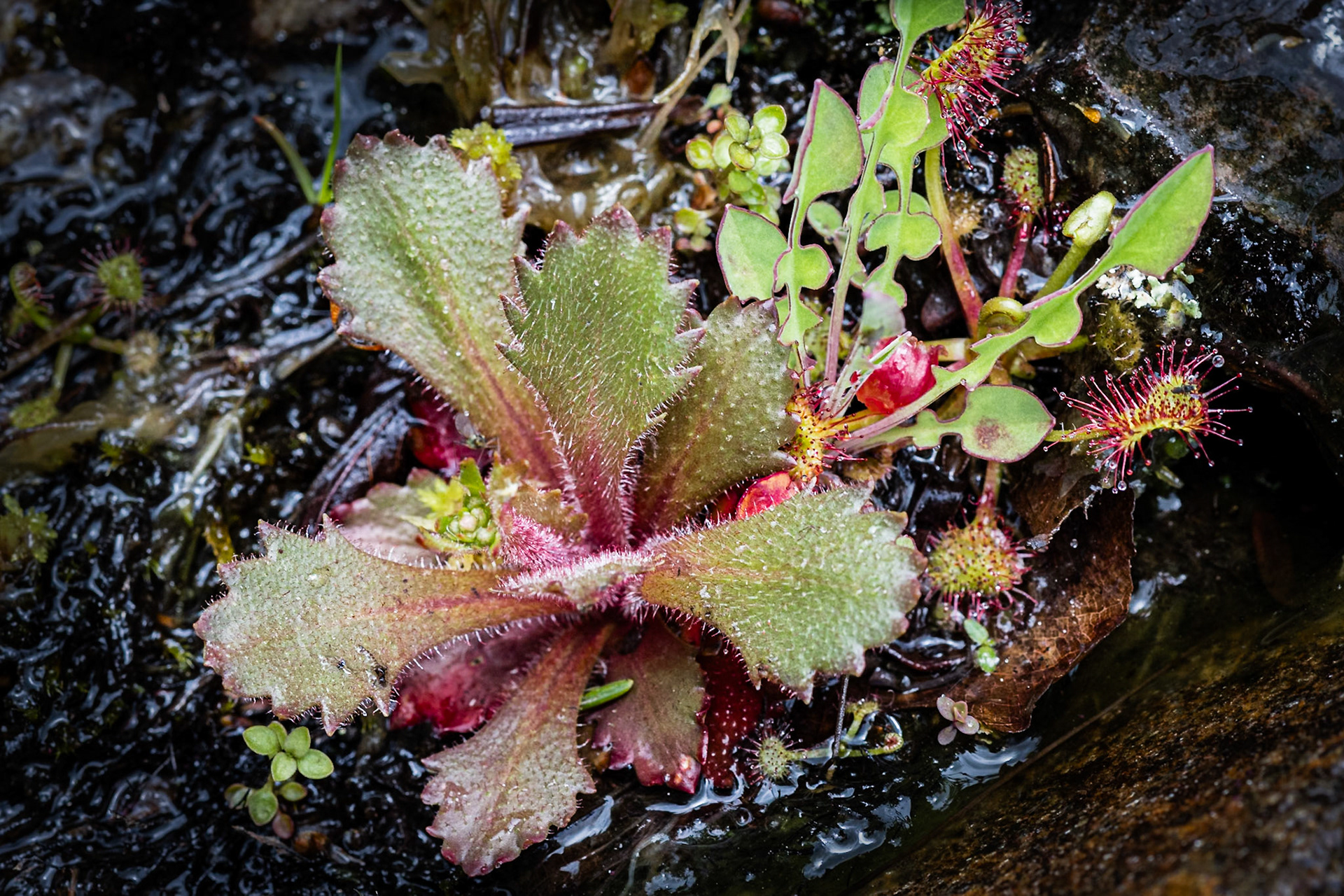 Sundew 4, Bog Wall at Wolf Mountain Overlook, BLue Ridge Parkway, NC