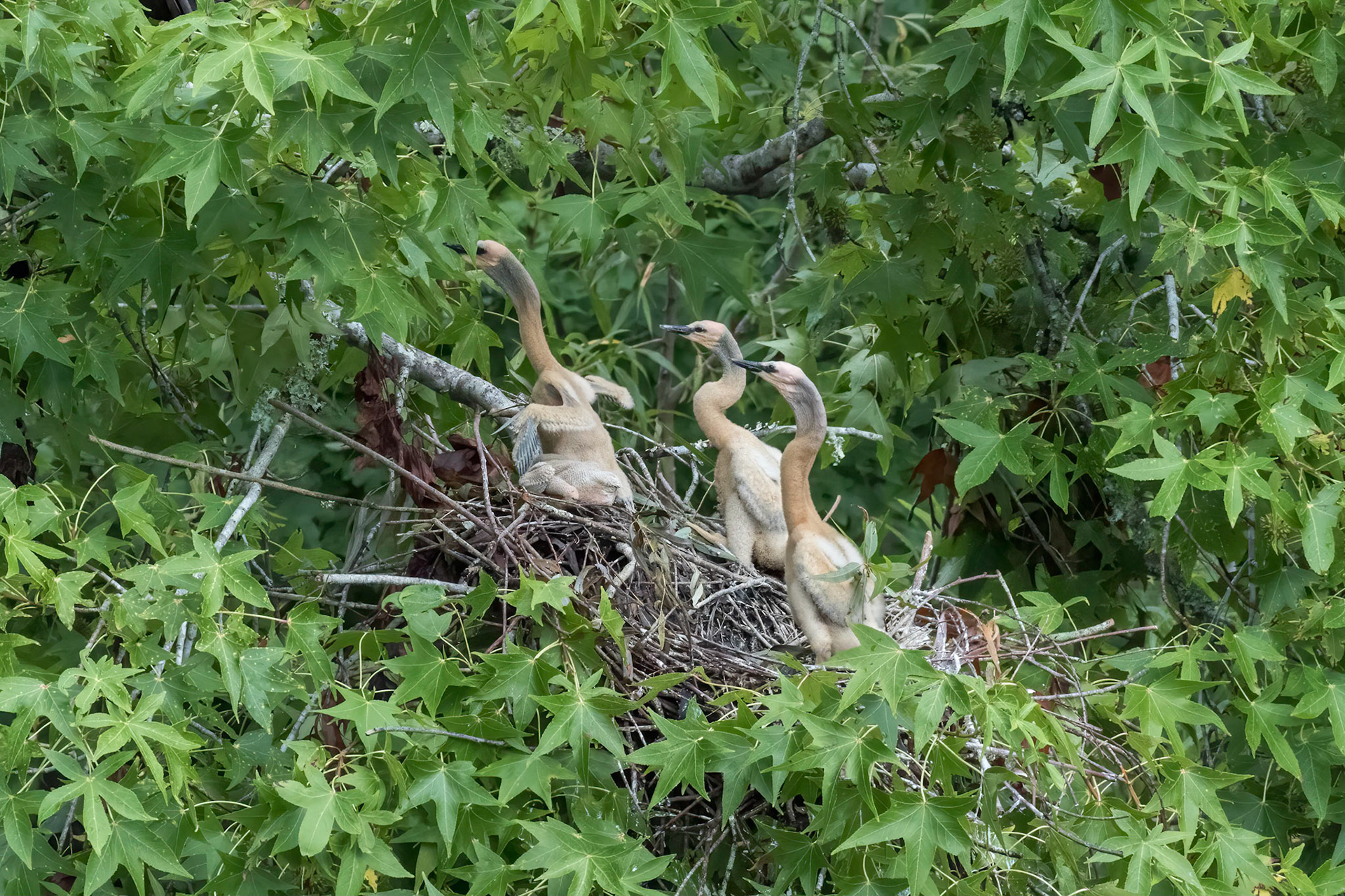 Anhinga nest 4, Sea Trail, Week of July 11, Nest 1