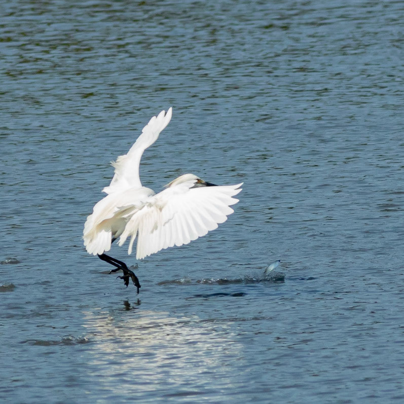 Snowy egret 13, OIB foot of bridge