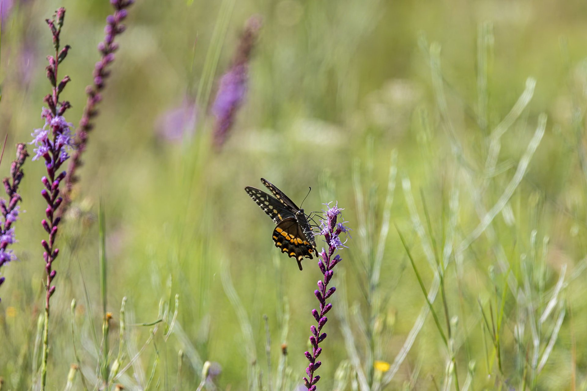 Black swallowtail on dense blazing star 2, Green swamp area