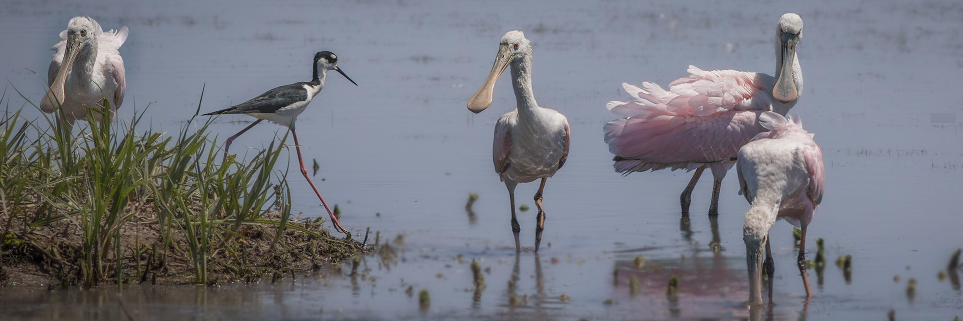 Roseate spoonbills 6, Bear Island WMA, Bear Island WMA