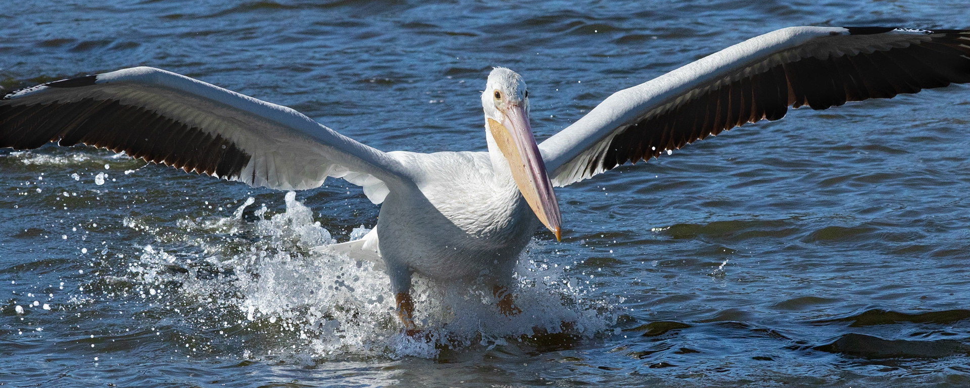 White pelicans 18, Huntington Beach SP, SC