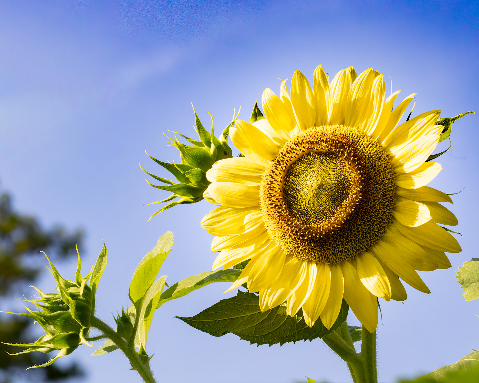Sunflower 6, Brunswick County Botanical Garden