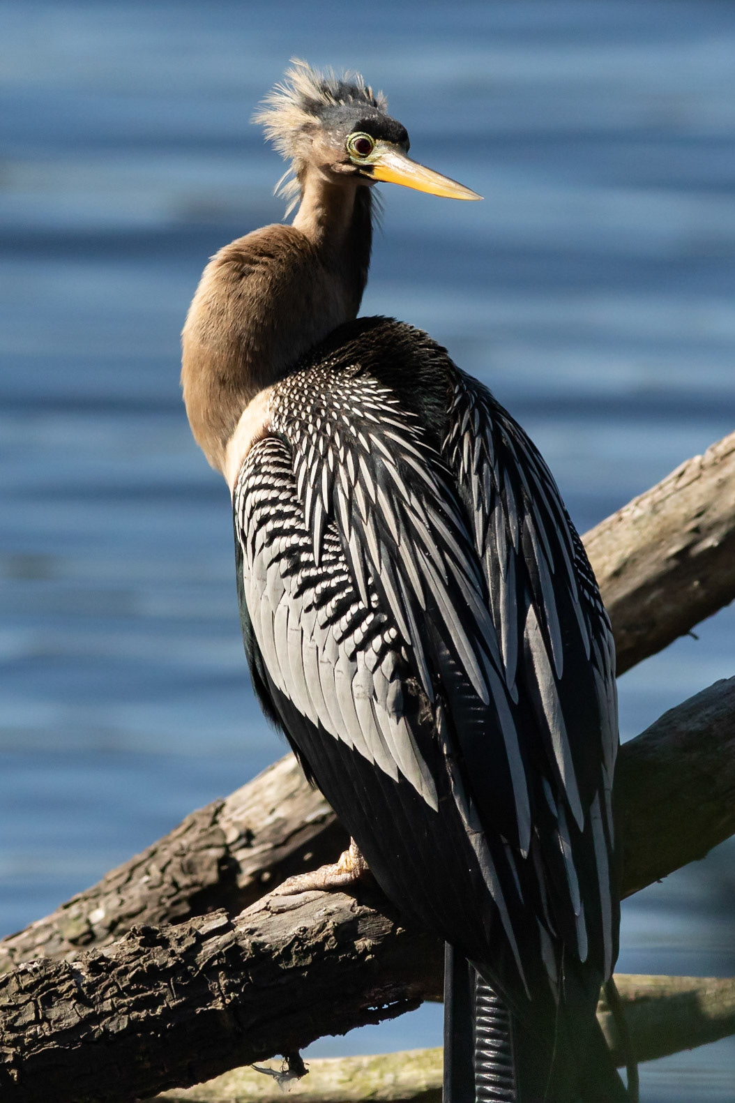 Anhinga 4, Huntington Beach SC, Mating Plumage