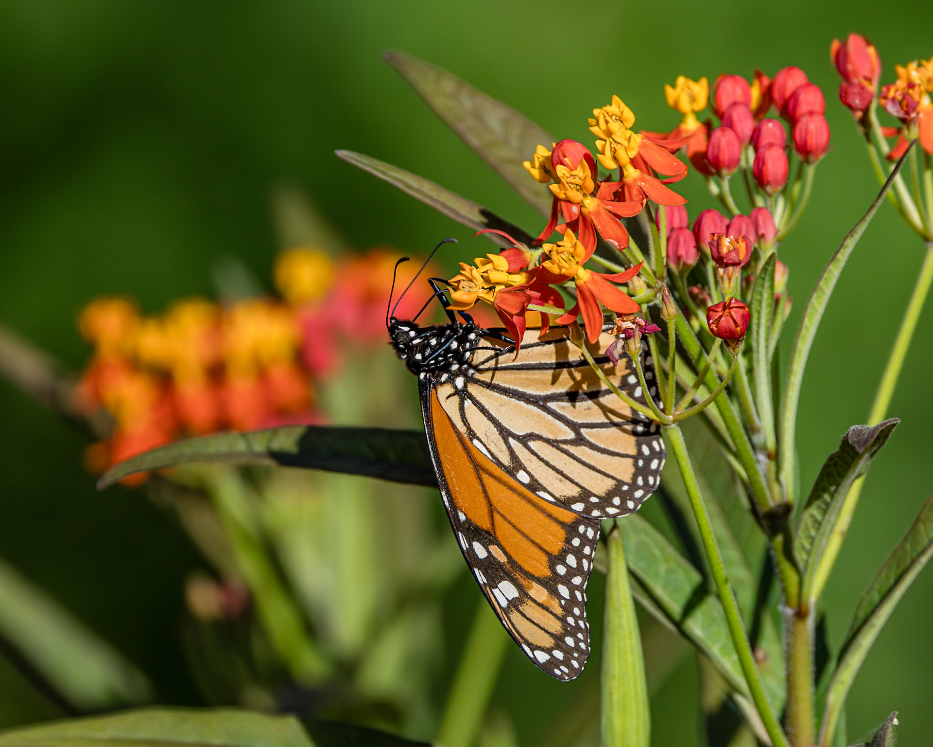 Monarch 28, New Hanover County Arboretum