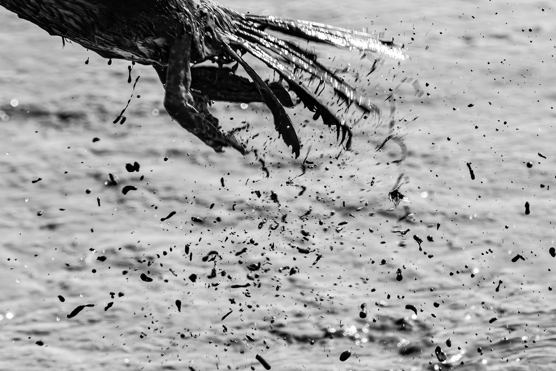 Cormorant 20, Huntington Beach State Park, SC