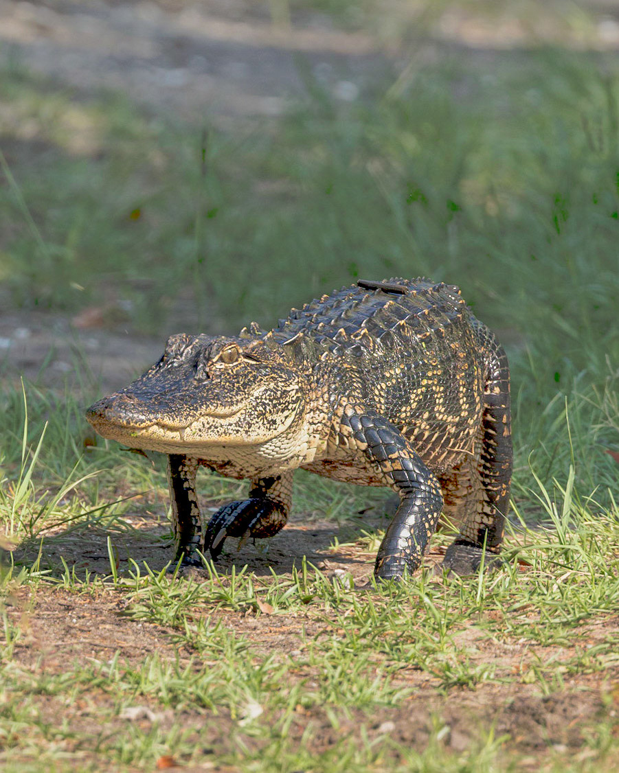 Gator 11, Huntington Beach State Park, SC