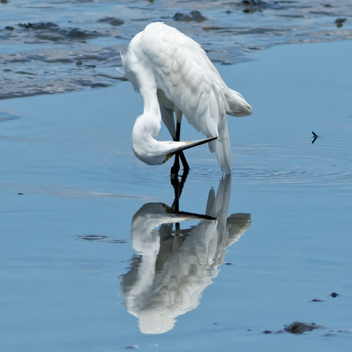 Egret Reflection 3, OIB Chapel Gazebo