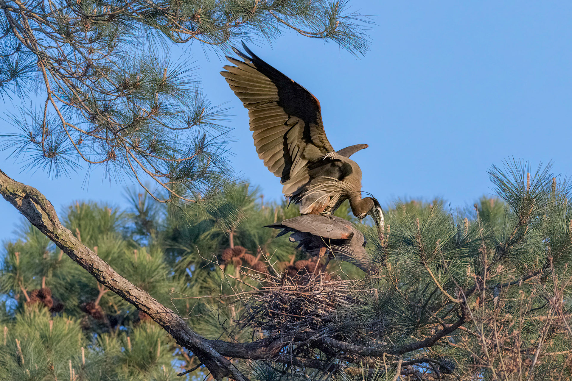 Herons Mating 14, The deed